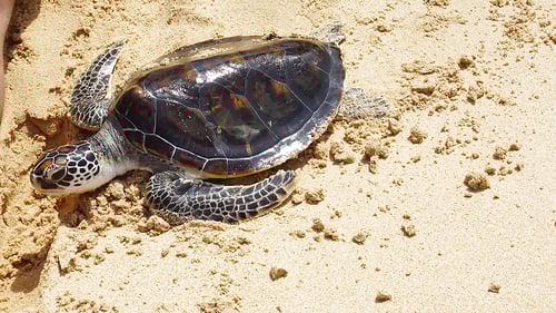 gl-sl_turtle_1_1280x720_for_navi_web