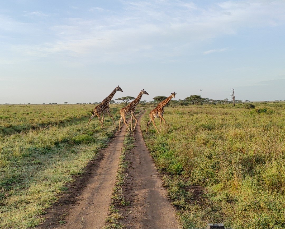 Giraffen In Serengeti