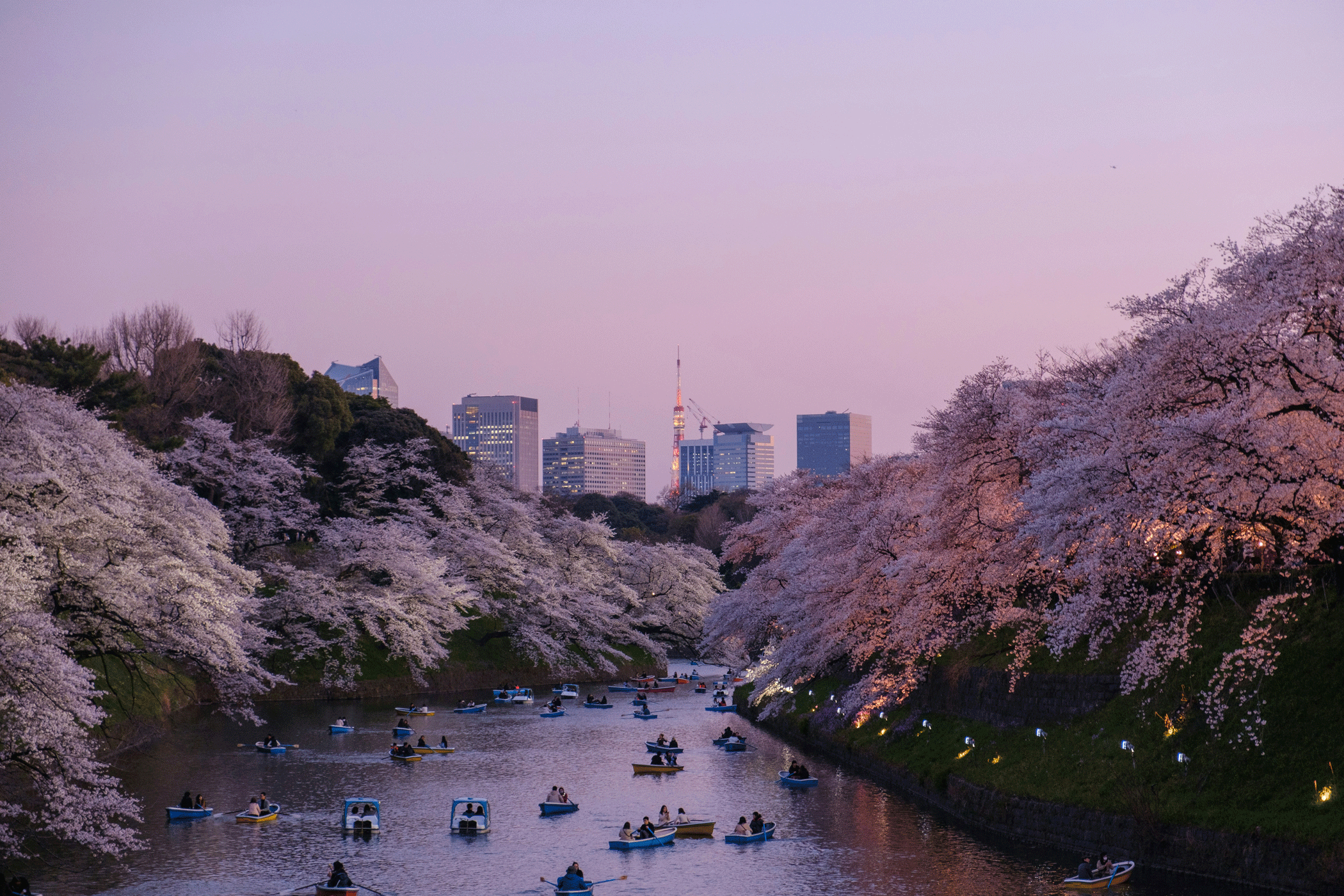 Cherry Blossoms On The Canals In Tokyo, Japan